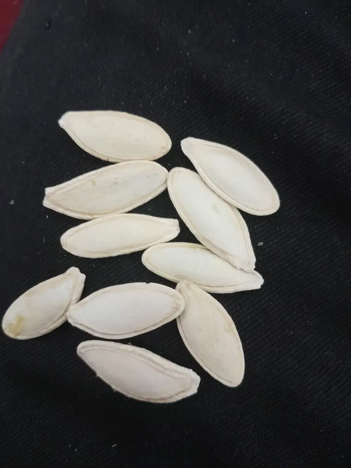 تخمه کدو|عمدهفروشی|قیدار, |دیوار