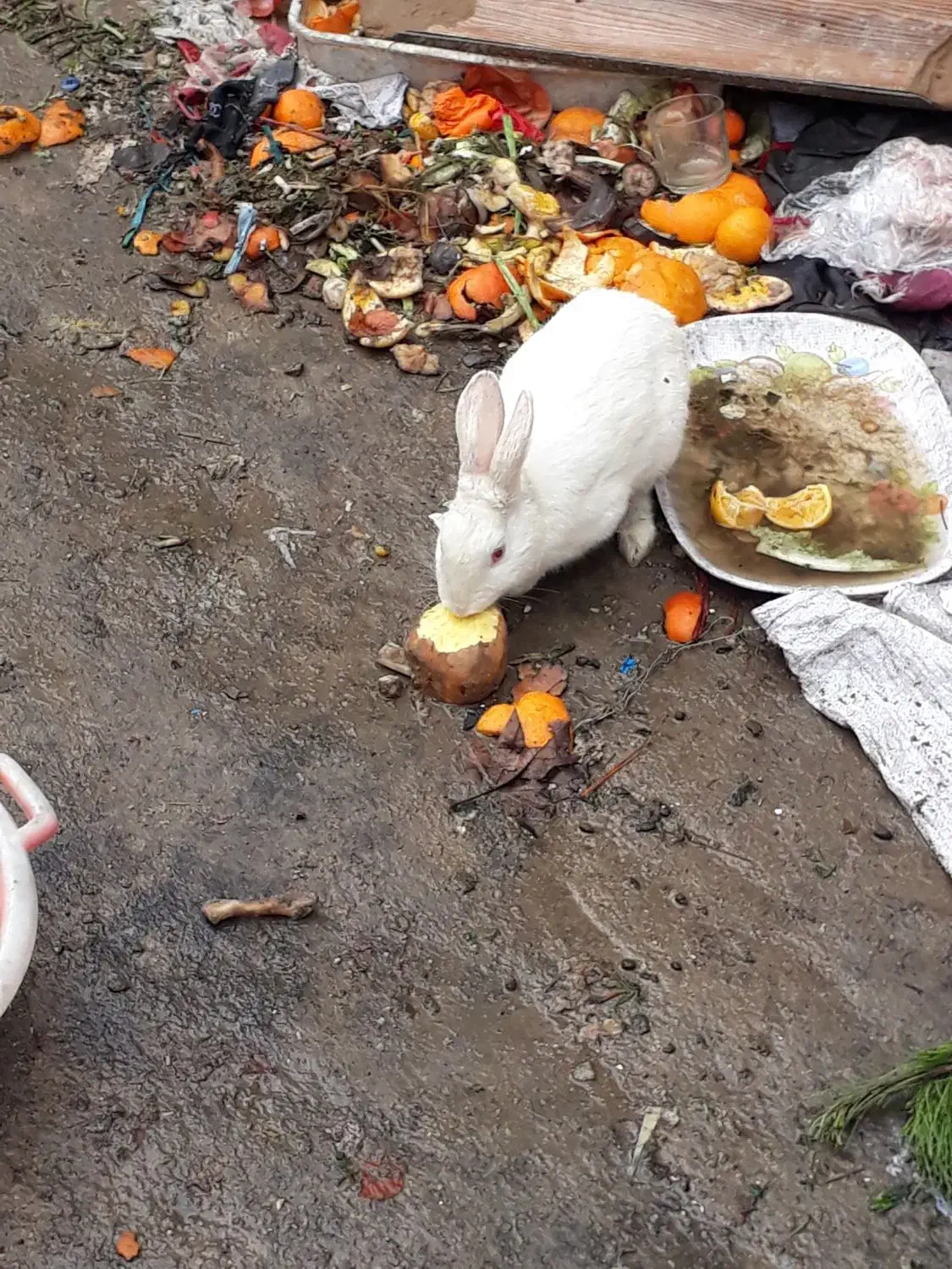 خرگوش|موش و خرگوش|بجنورد, |دیوار