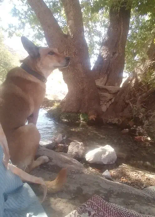 سگم گمشده|حیوانات|کرمان, |دیوار