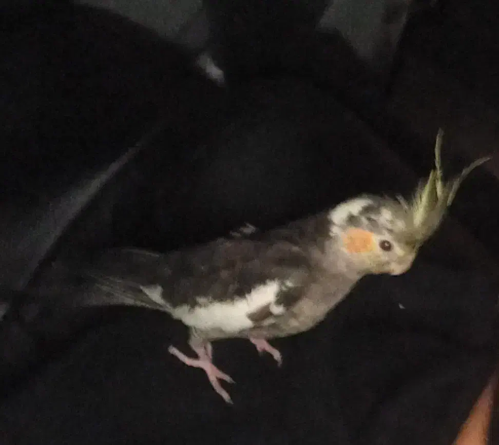 جوجه گم شده|پرنده|قم, شهرک توانیر|دیوار