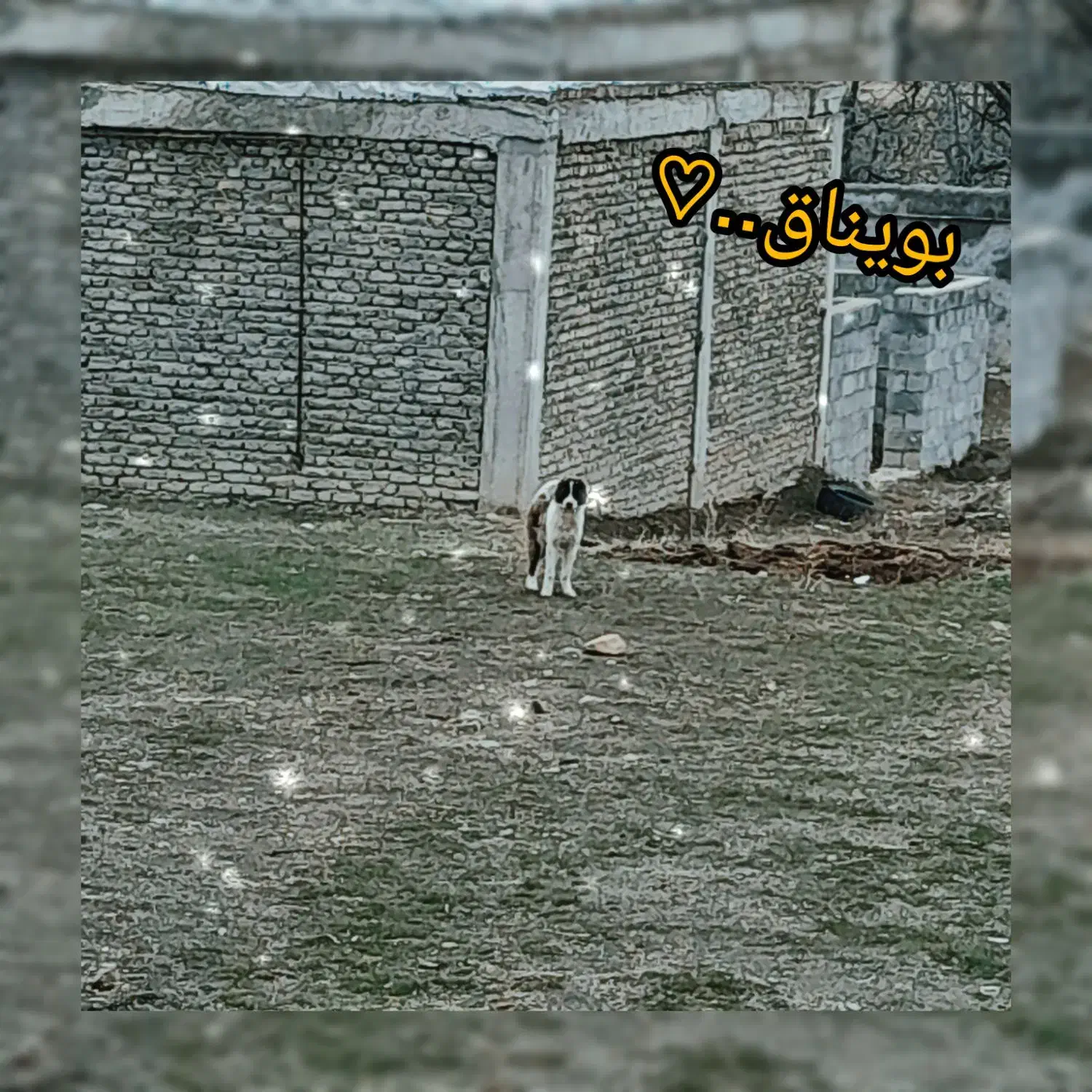 سگ افغان|سگ|راز وجرگلان, |دیوار