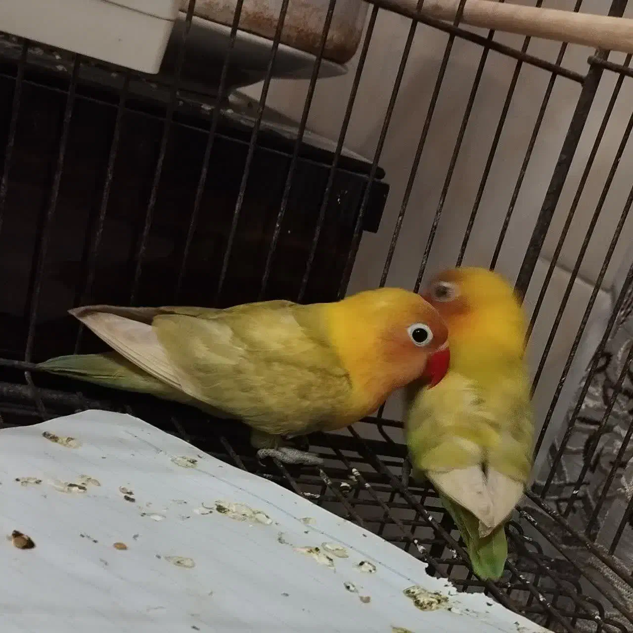 بچه کوتوله|پرنده|اردکان, |دیوار