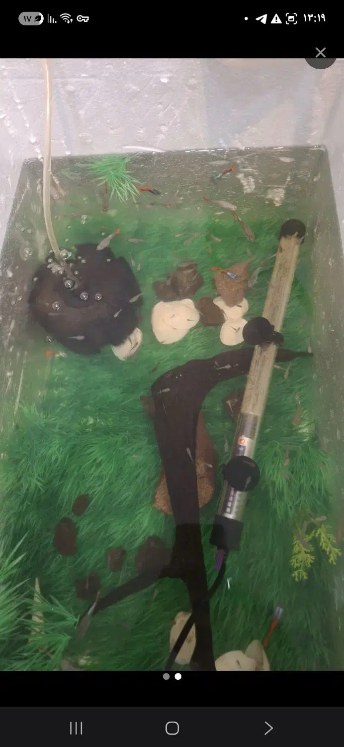 گوپی مولد و پیش مولد|ماهی|مشکین‌دشت, |دیوار