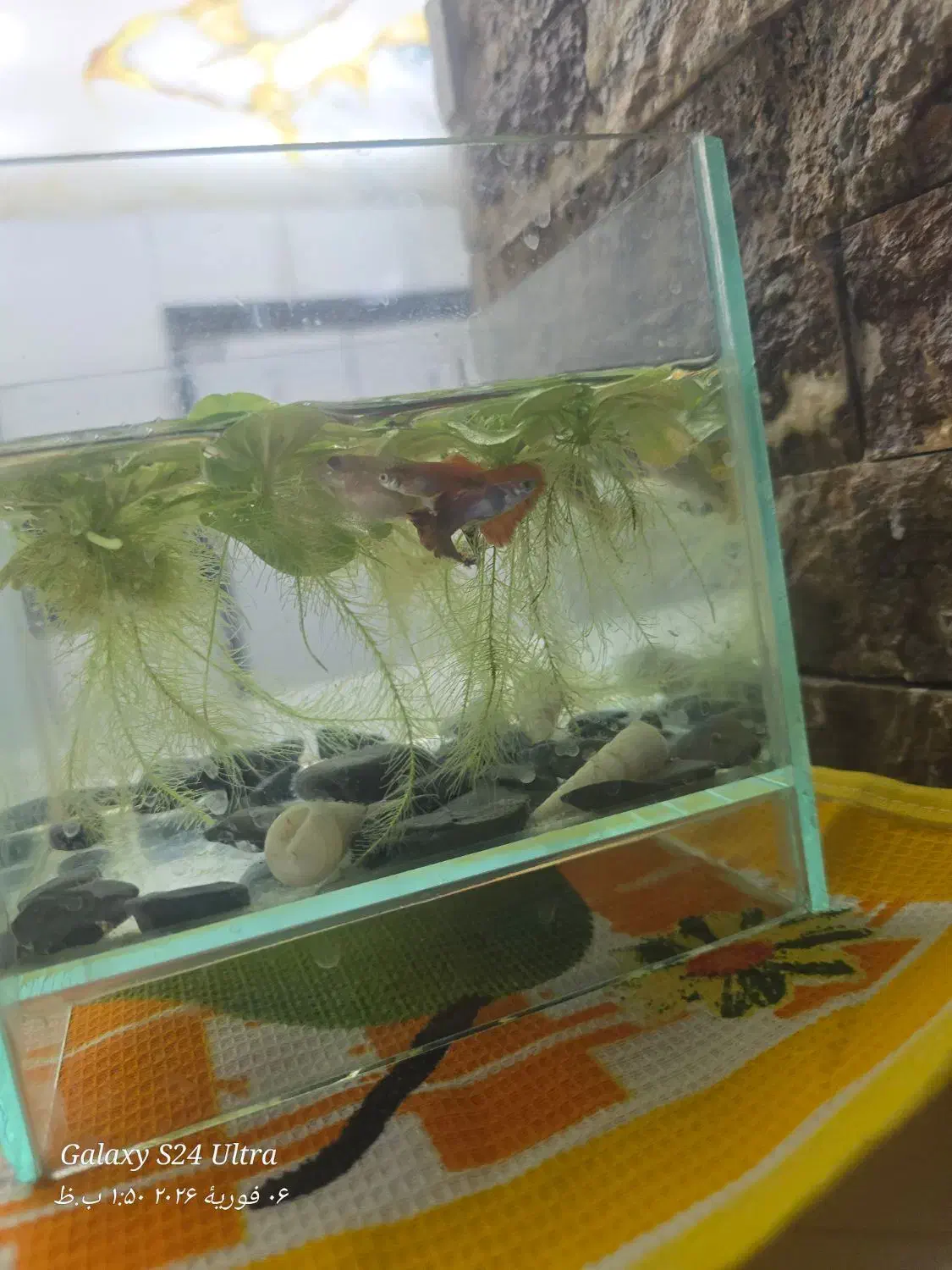 ماهی گوپی با آکواریم|ماهی|قم, تولید دارو و یخچال|دیوار