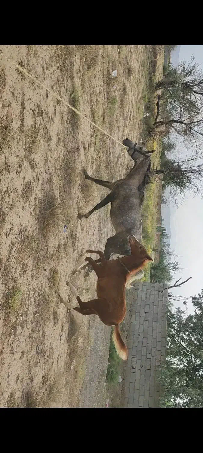 اسب کرد و کره کرد کره ۶ ماهه|اسب و تجهیزات اسبسواری|خوی, |دیوار