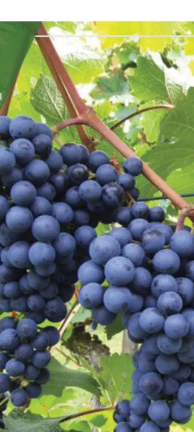 اصلاح تخصصی درخت انگور در پاییز|خدمات باغبانی و درختکاری|بیرجند, |دیوار