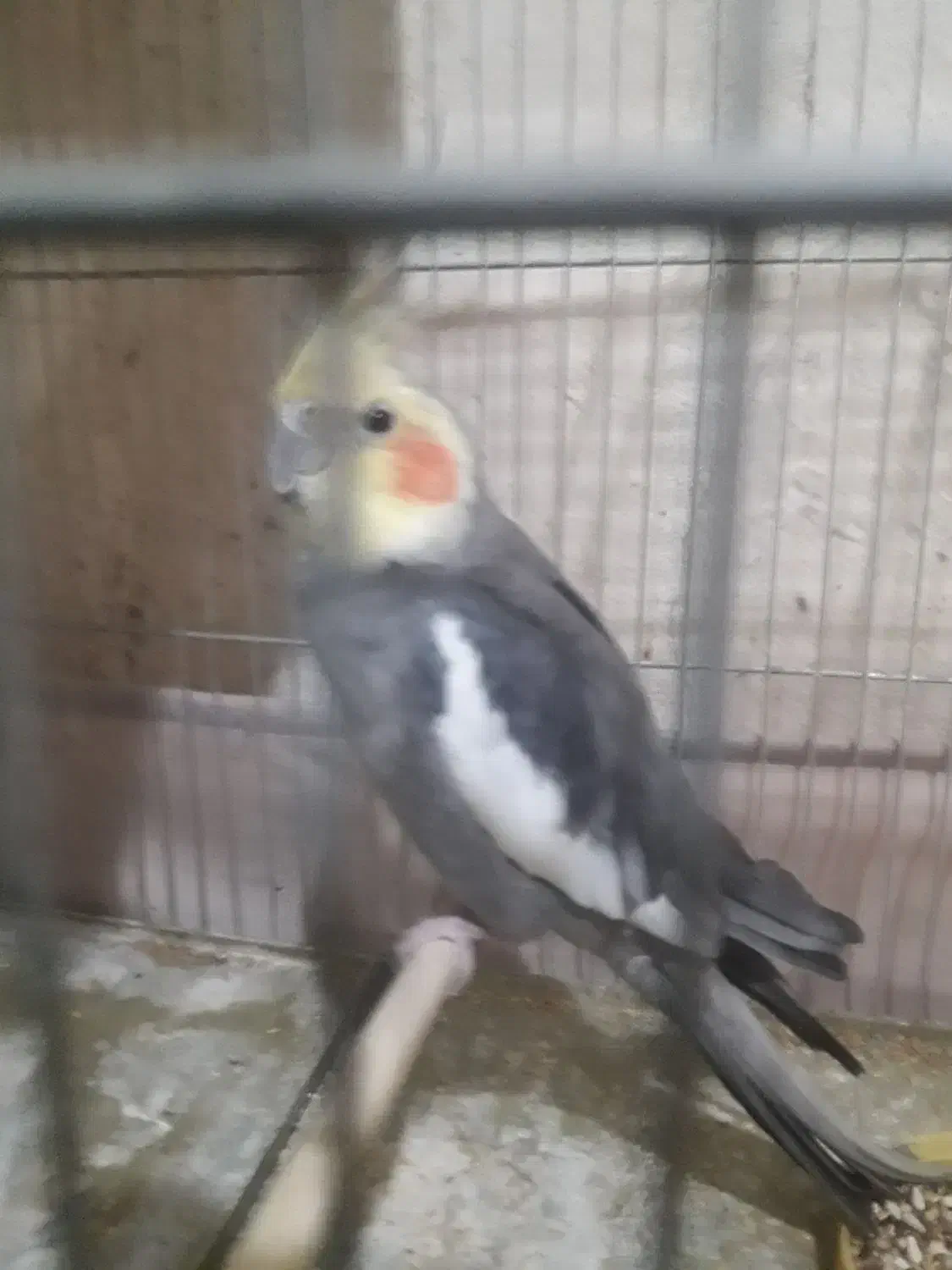 قناری عروس هلندی|پرنده|قرچک, مهدیه|دیوار