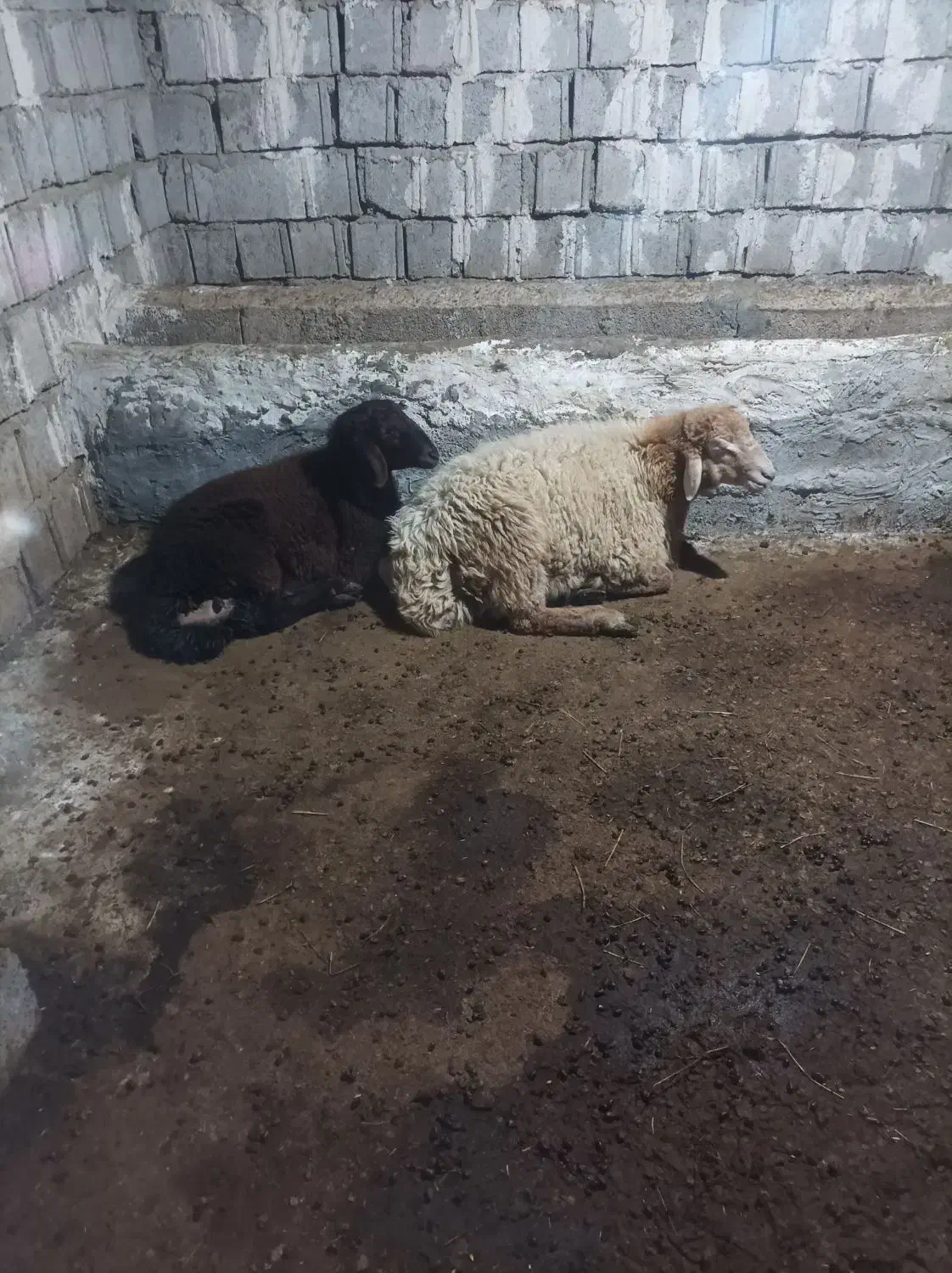 بره نر ساری قولاغ|حیوانات مزرعه|مشگین شهر, |دیوار