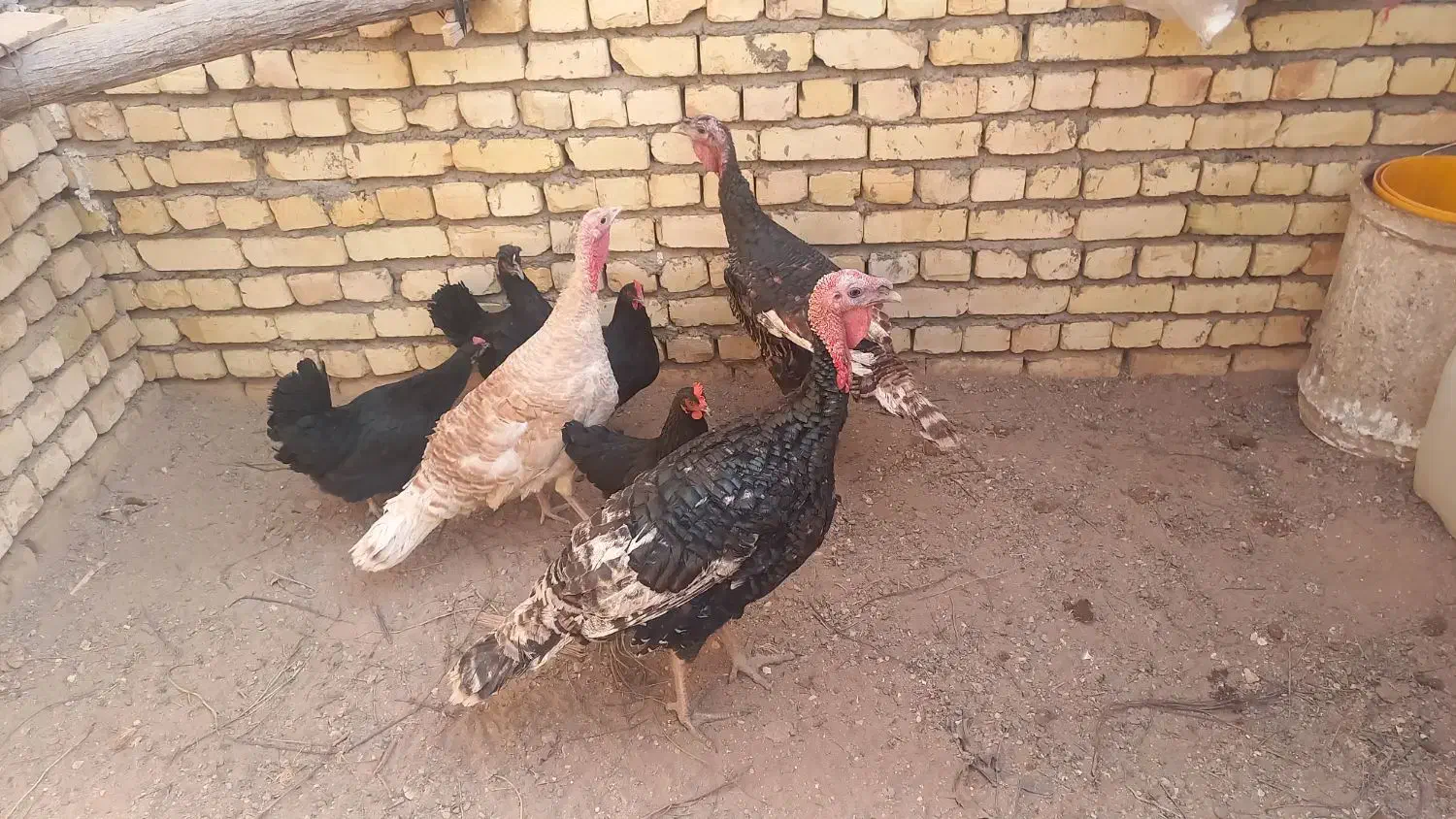 بوقلمون ومرغ وخروس|حیوانات مزرعه|کاشان, خلیج فارس|دیوار