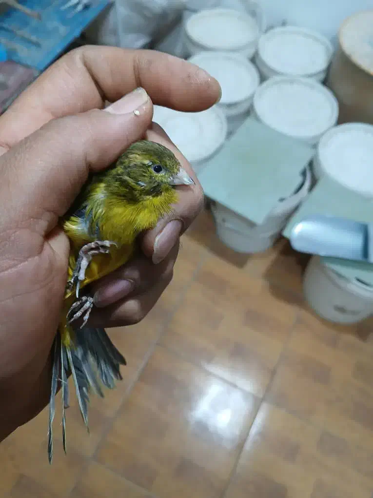 انواع قناری مرغ و کبوتر|پرنده|خمینی‌شهر, |دیوار