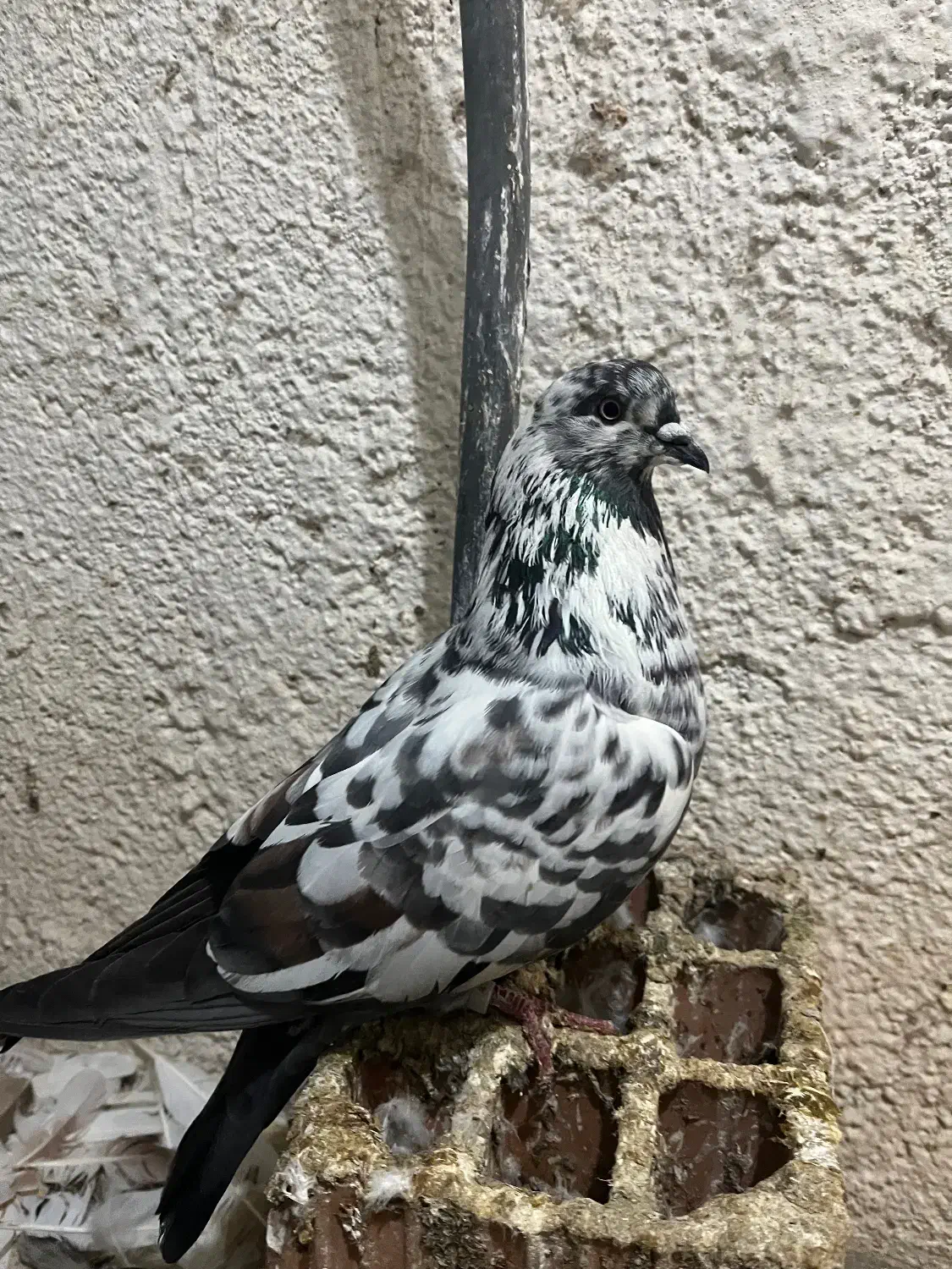 کبوتر|پرنده|گرگان, |دیوار