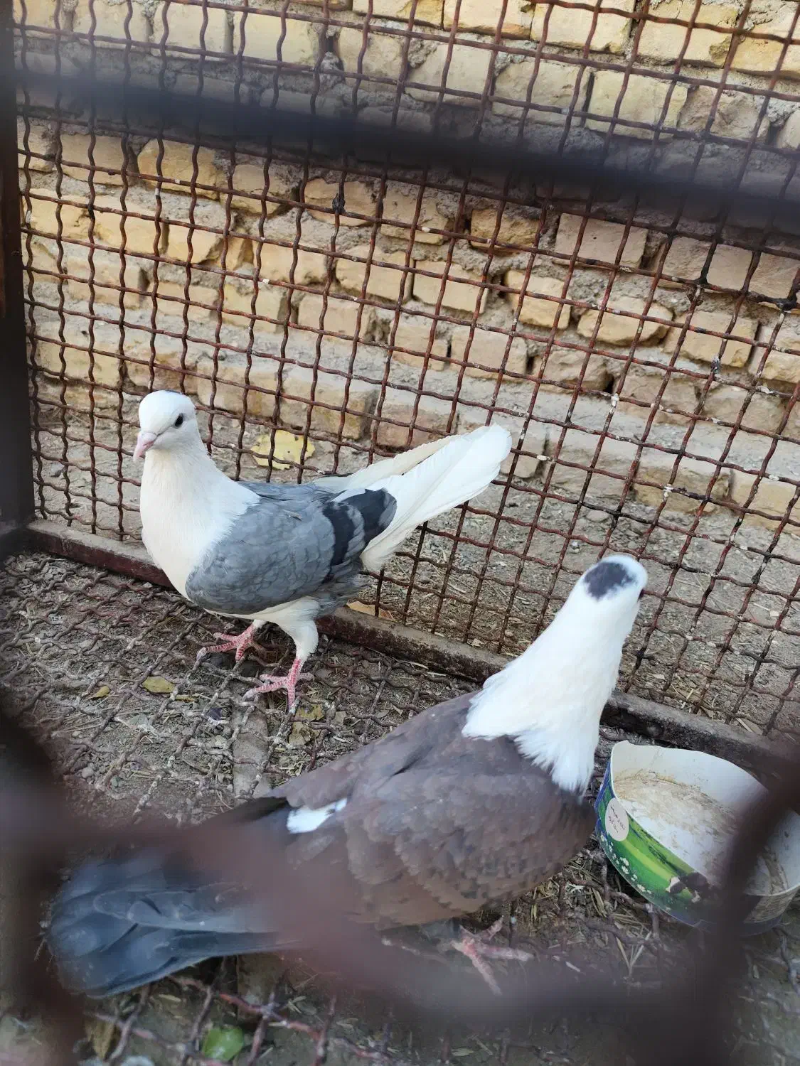 سر سفید پشت سبز نر|پرنده|انار, |دیوار