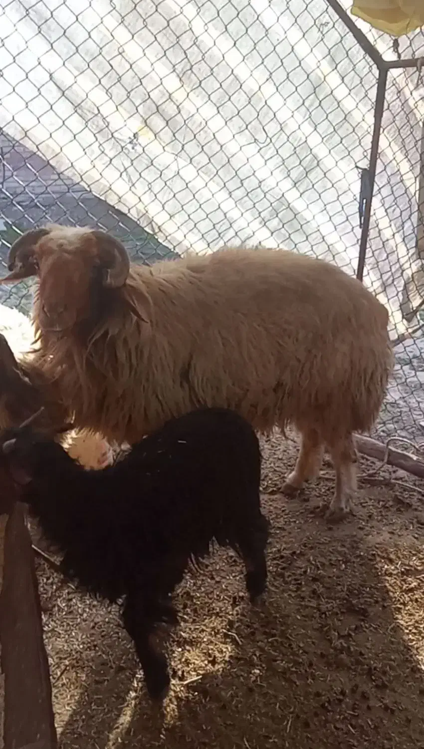 میش و نرمیش|حیوانات|گتوند, |دیوار