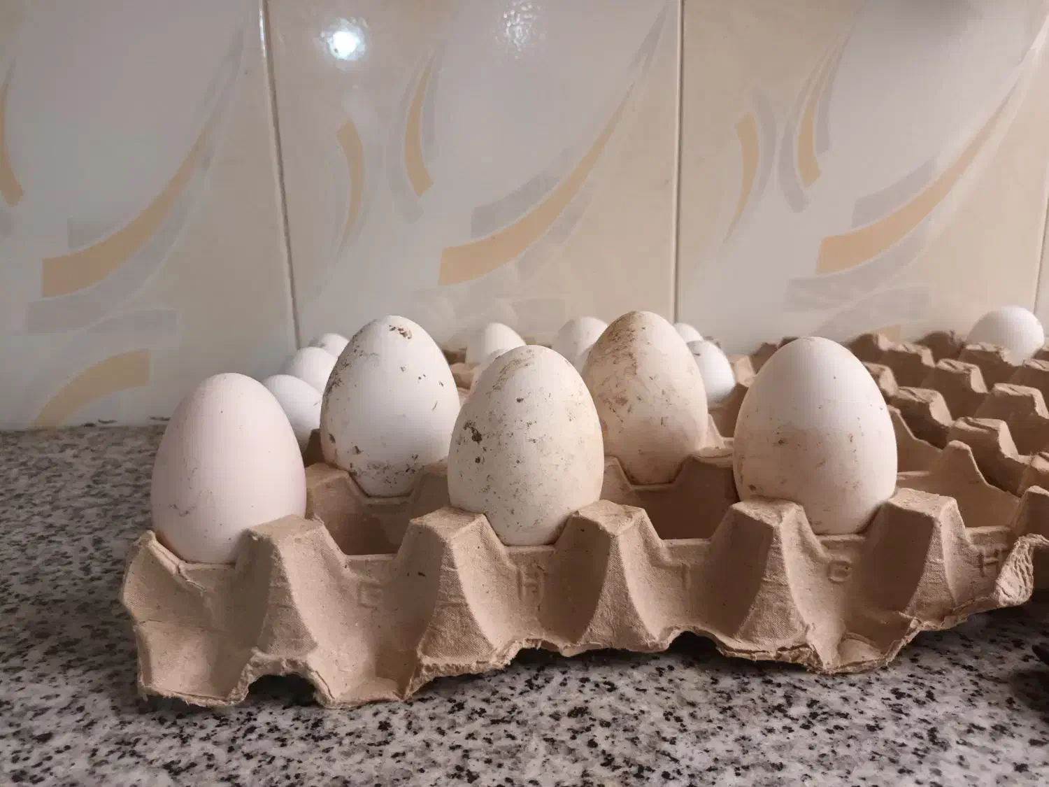 تخم قوغاز|حیوانات مزرعه|زابل, |دیوار