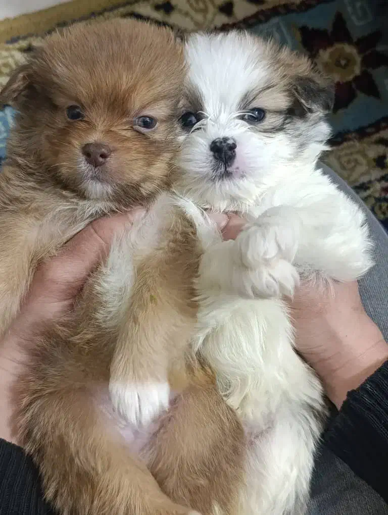 سگ اسپانیل تبتی|سگ|قم, صفائیه|دیوار