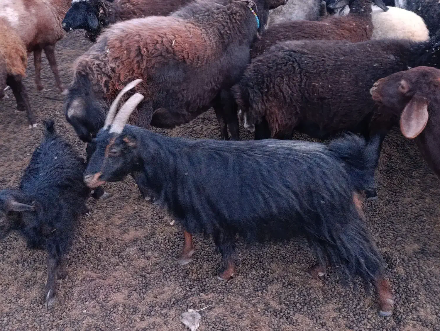 ۱۰عدد بز.روزگاری همه جوان|حیوانات مزرعه|نیاسر, |دیوار