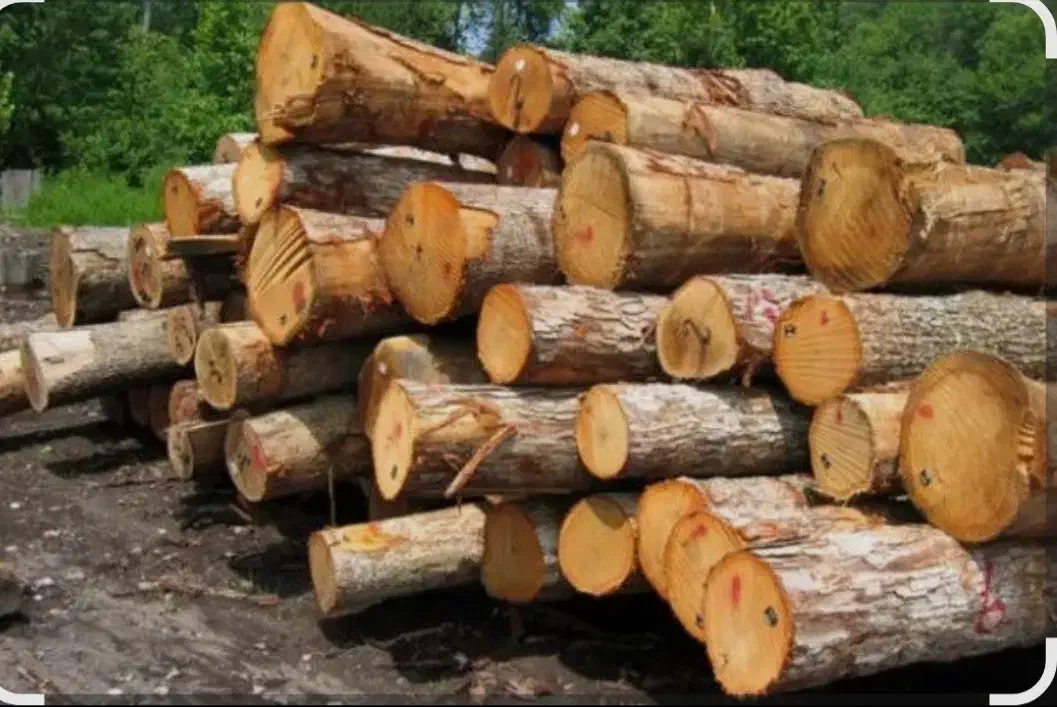 خریدار انواع چوب|خدمات باغبانی و درختکاری|صومعه‌سرا, |دیوار