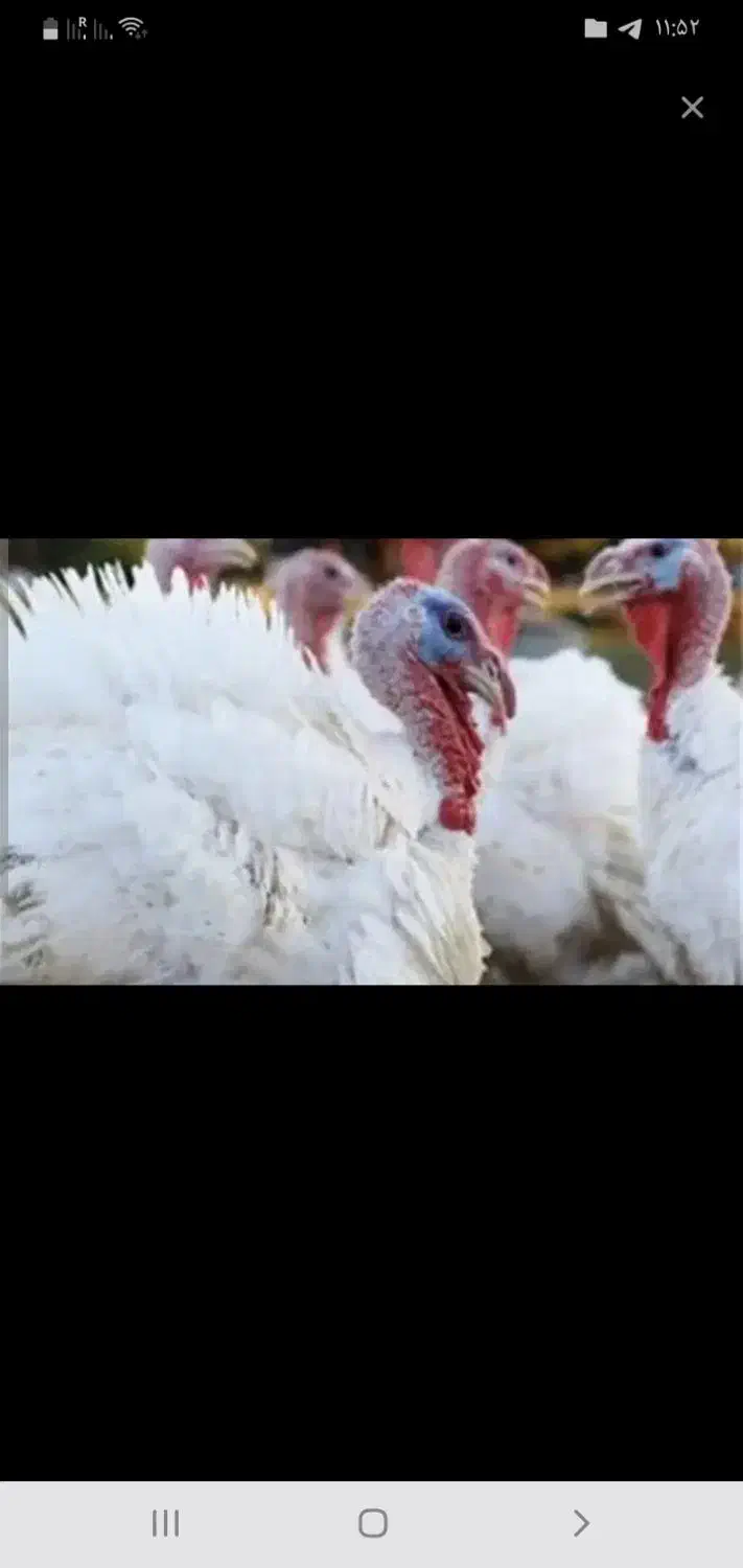 بوقلمون|حیوانات مزرعه|تربت جام, جامرود|دیوار