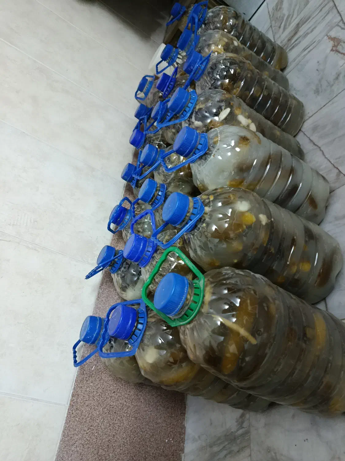 خیار شور|خوردنی و آشامیدنی|قم, شهر قائم|دیوار