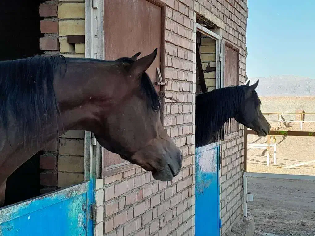 فروش سیلمی عرب از اسپرسیوو بقایی|اسب و تجهیزات اسبسواری|رفسنجان, |دیوار