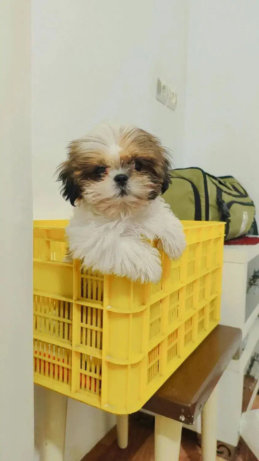 شیتزو فلت اصل سایز کوچیک|سگ|پرهسر, |دیوار