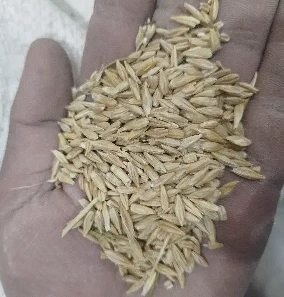 جو محلی بردسیر|عمدهفروشی|بردسیر, |دیوار