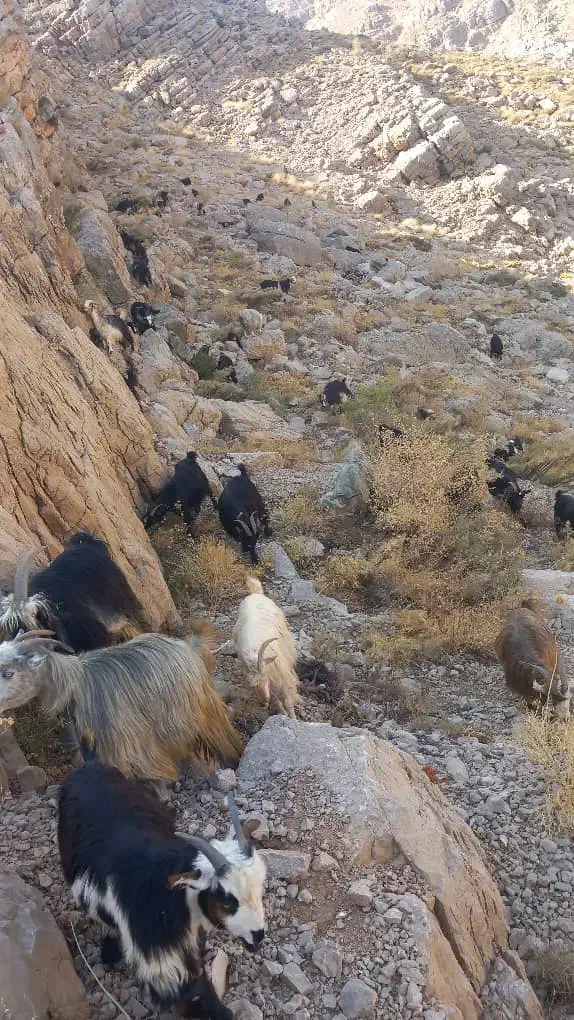 ۱۴راس بز جوان|حیوانات مزرعه|کوهدشت, |دیوار