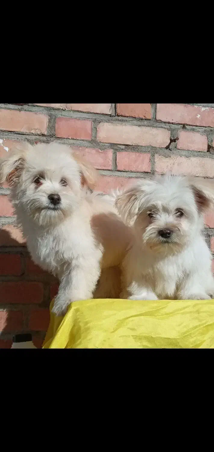 نرو  ماده ۲ساله|سگ|مسجد سلیمان, |دیوار