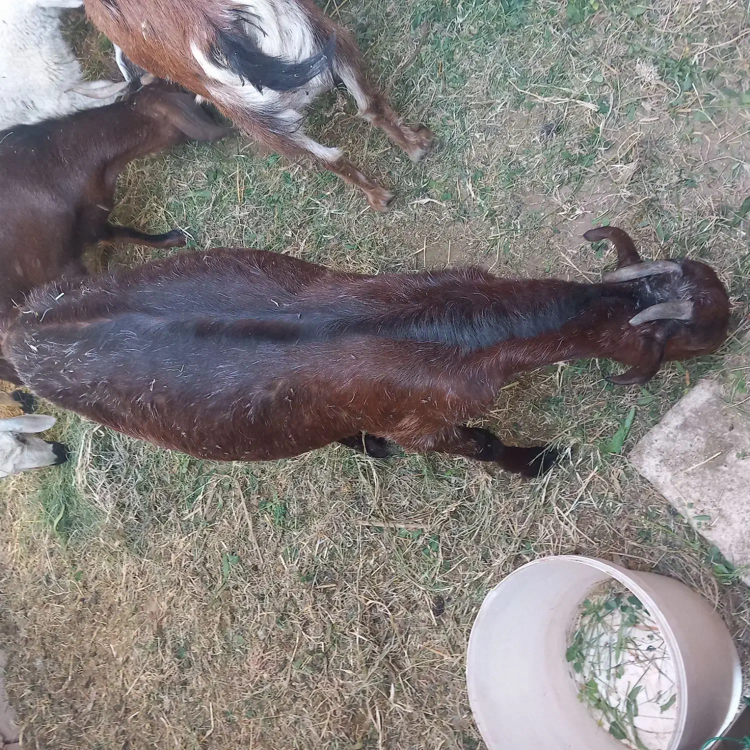 سلام یک عدد بز دوقلو زاه فروشی|حیوانات مزرعه|گنبکی, |دیوار