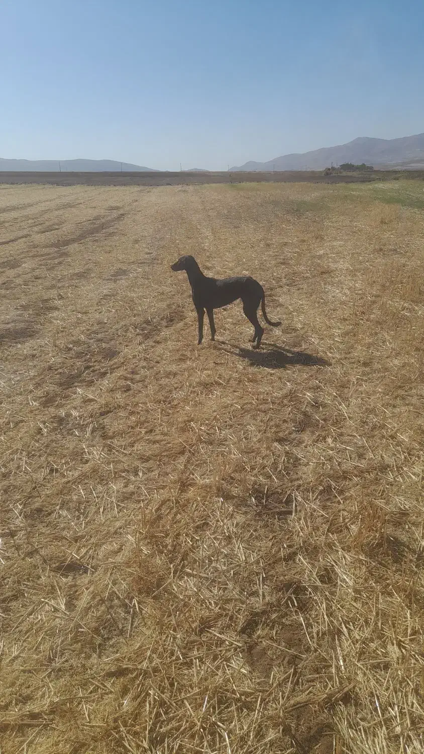 سگ تازی|سگ|قروه, |دیوار