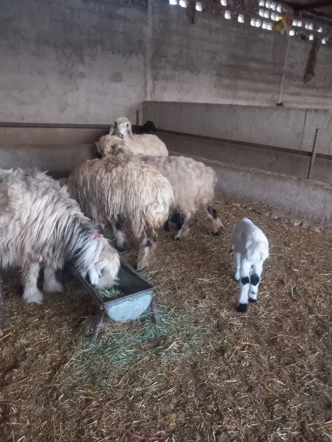 میش بره|حیوانات مزرعه|ایذه, |دیوار