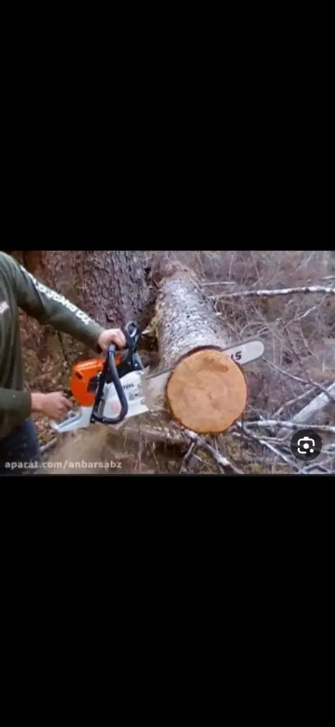 هرس کاری درخت|خدمات باغبانی و درختکاری|شادگان, |دیوار