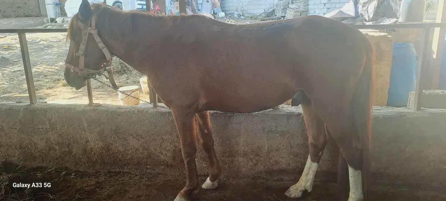 فروش اسب باری سالم|اسب و تجهیزات اسبسواری|بابکان, |دیوار