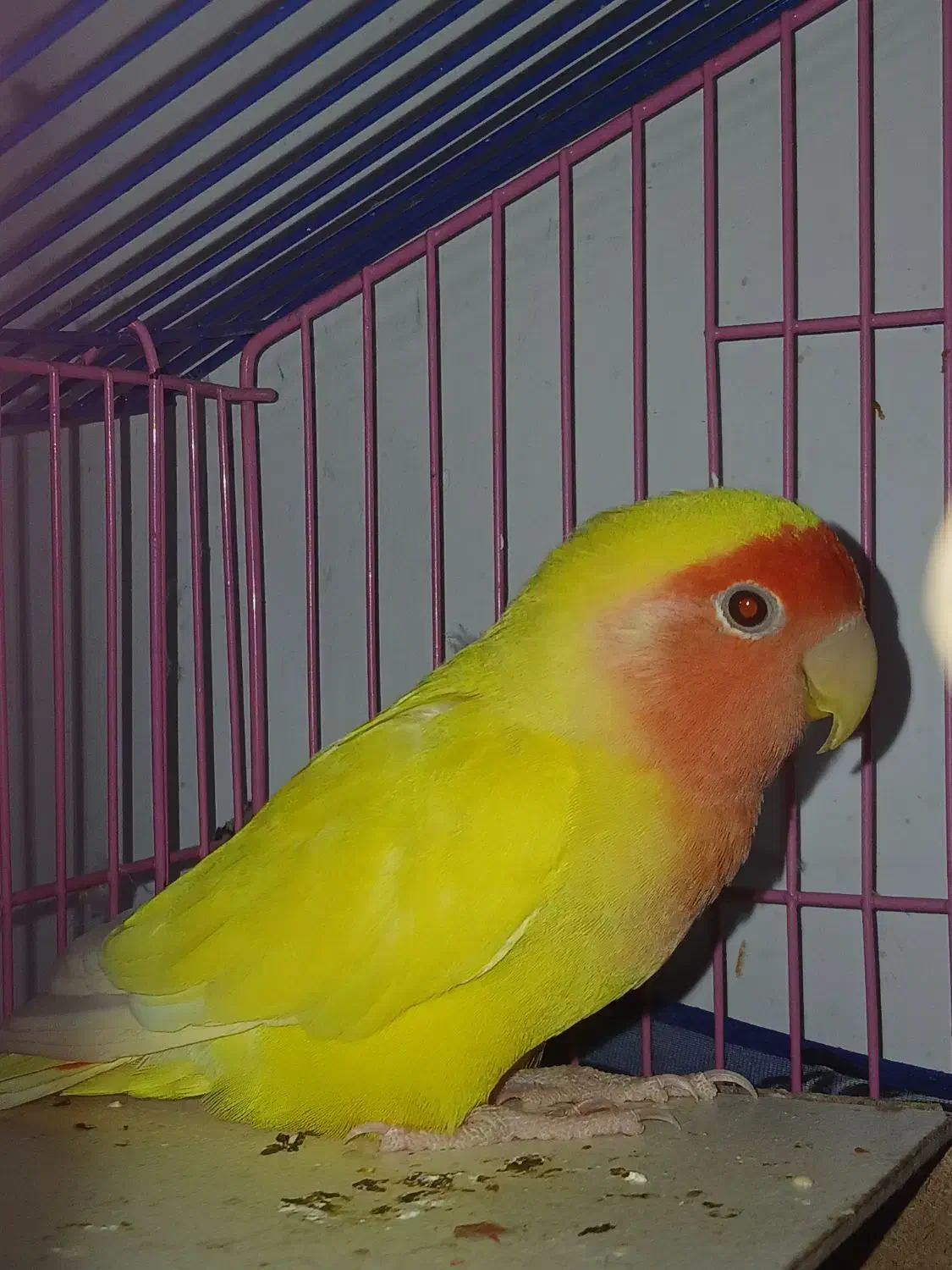 طوطی برزیلی زرد نر|پرنده|بجنورد, |دیوار