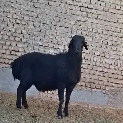 اصل قوچ اینجاس|حیوانات مزرعه|پاکدشت, حصار امیر|دیوار