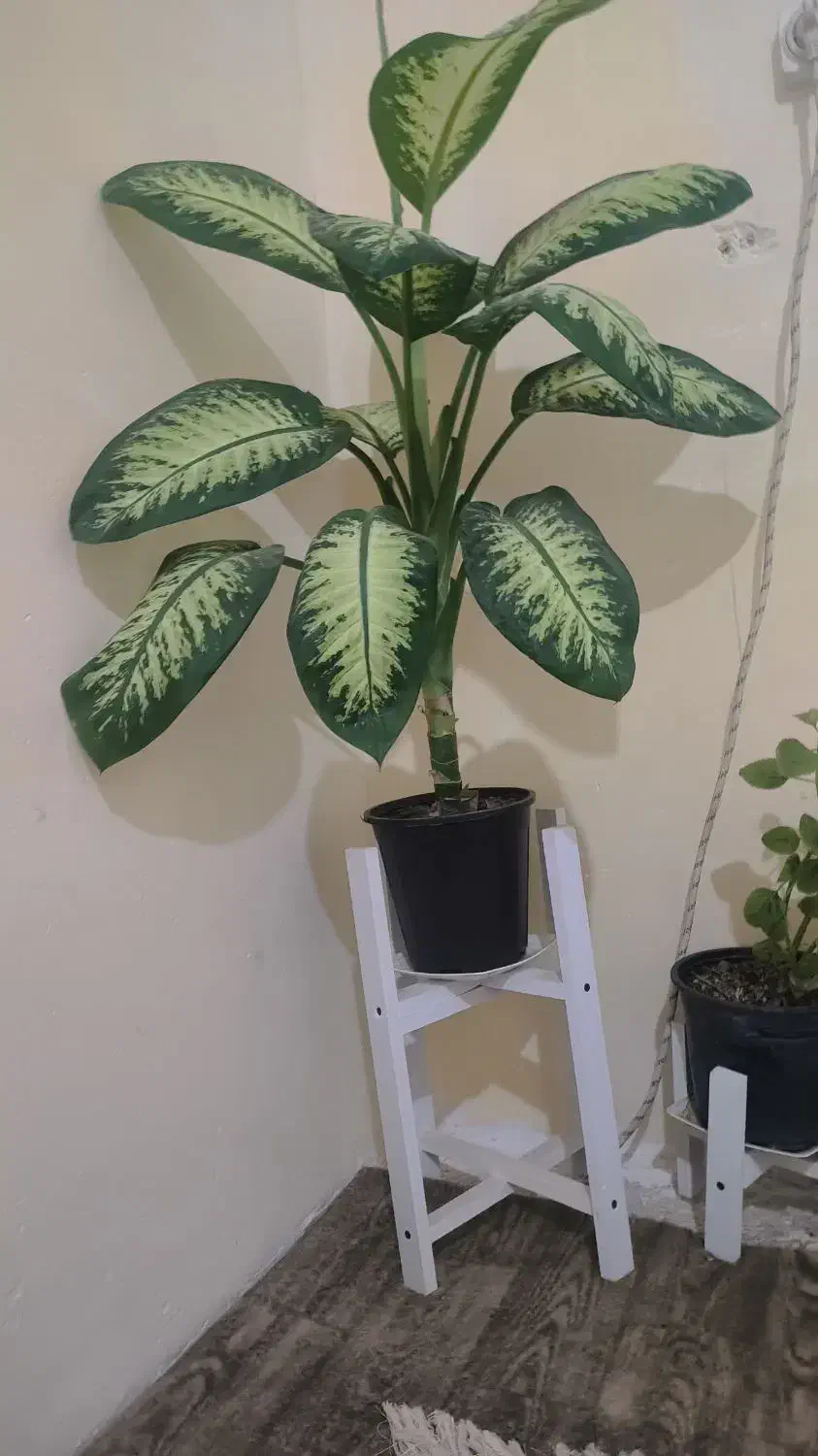 گل دیفن باخیا|گل و گیاه طبیعی|گلبهار, نوبهار|دیوار