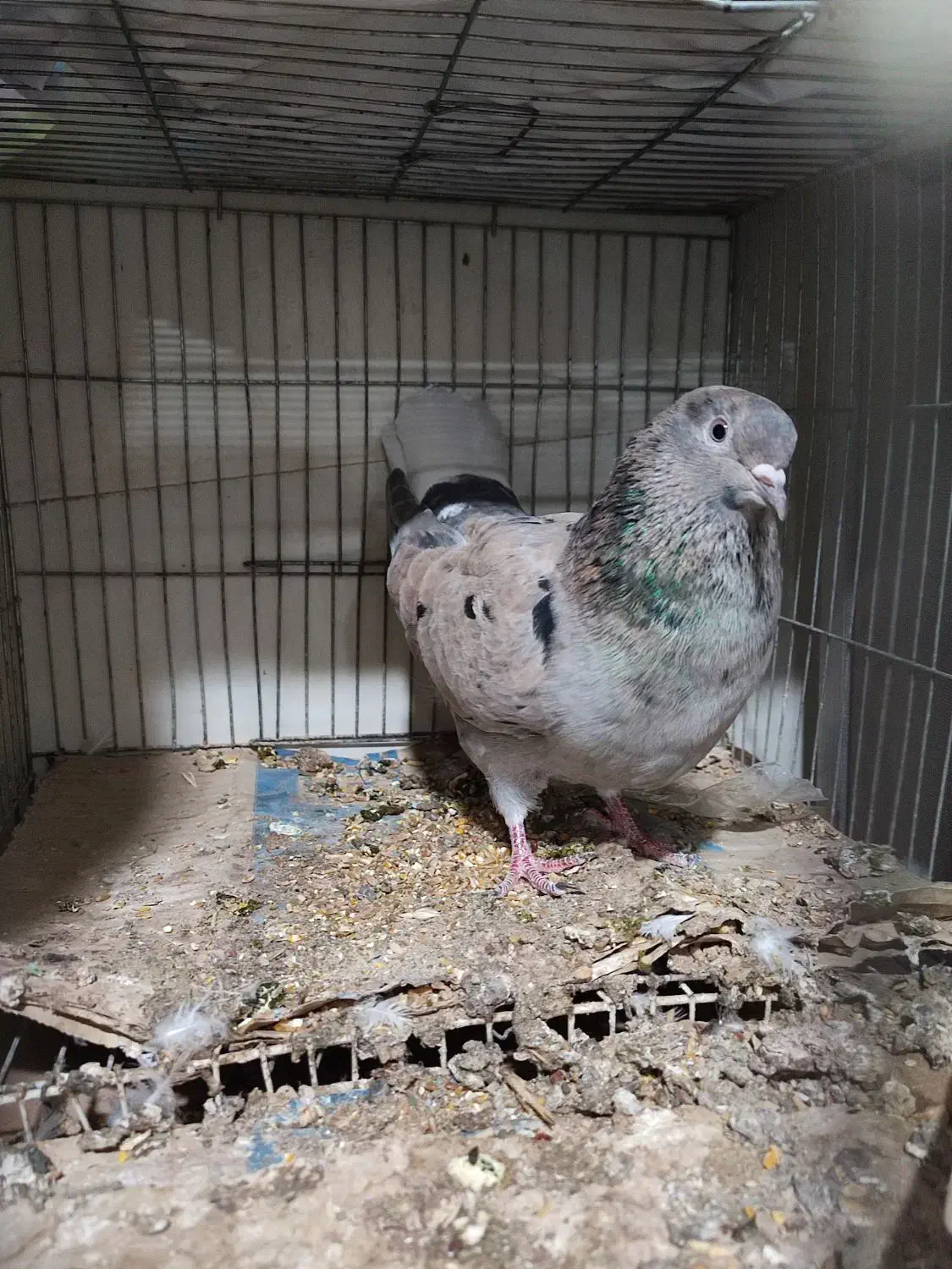 دم سفید ب شرط|پرنده|سبزوار, قصبه شرقی|دیوار