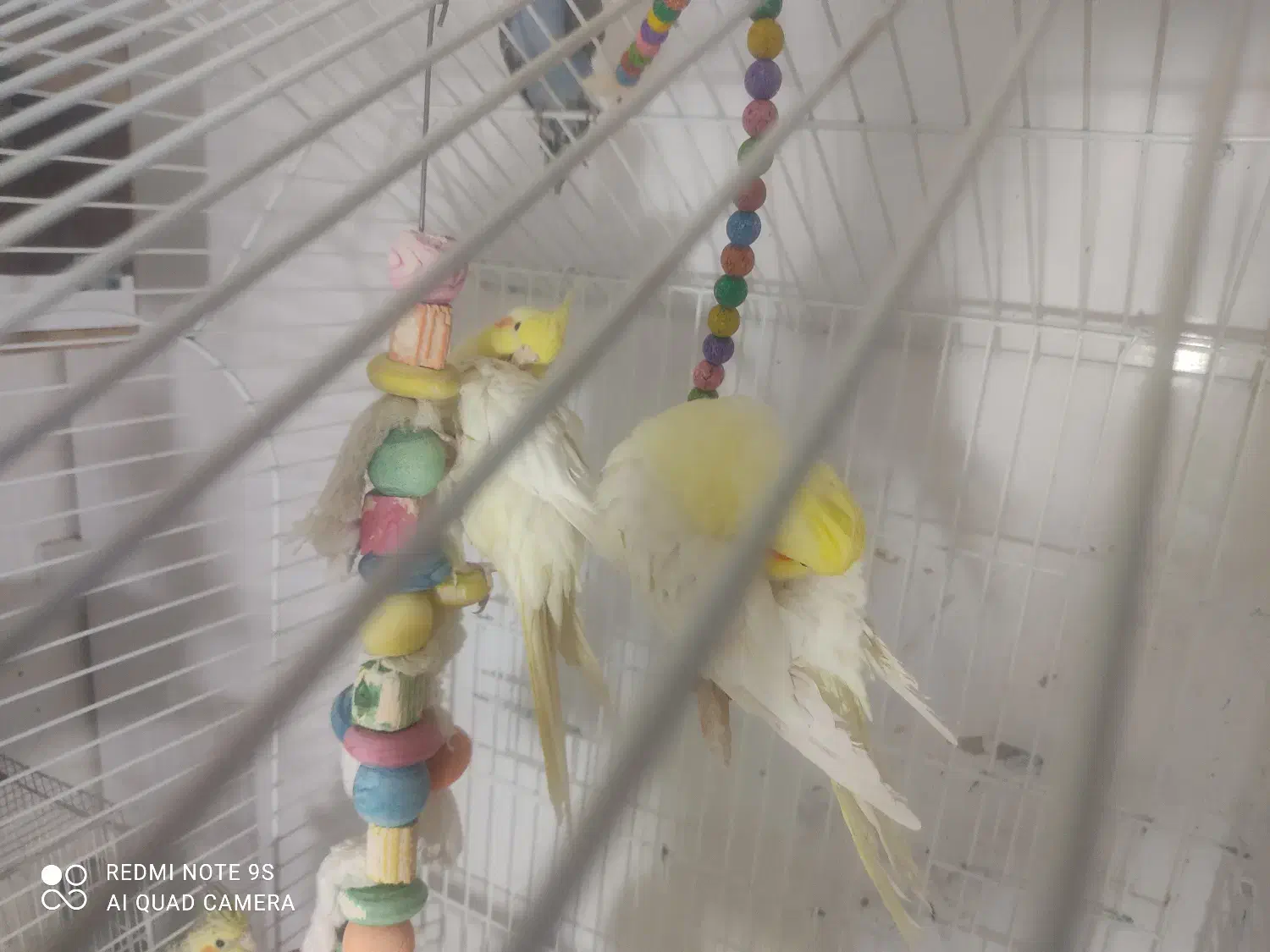 عروس هلندی لوتینو|پرنده|زاهدان, |دیوار