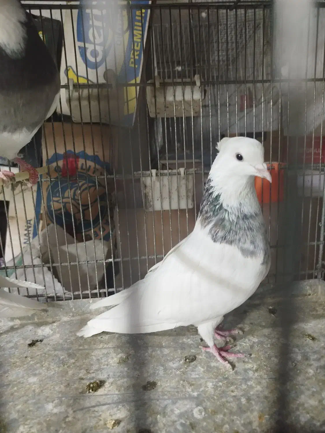 طوقی درجه یک|پرنده|فردیس, داوری|دیوار