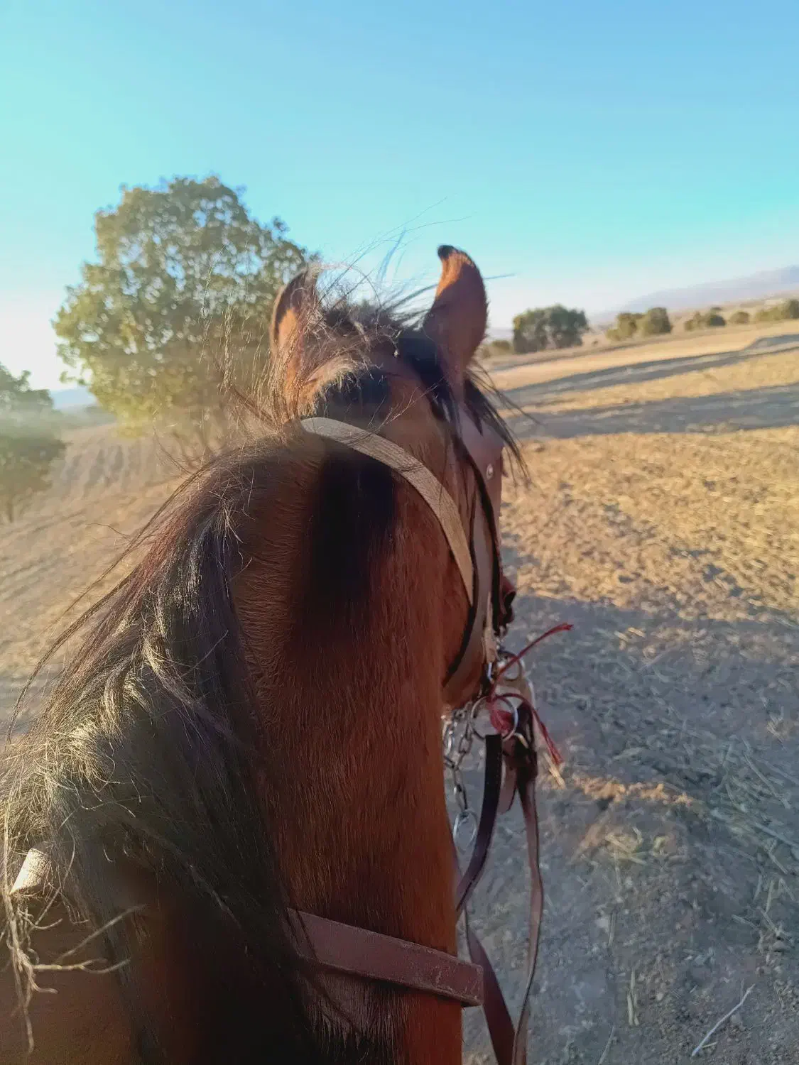 مادیان|اسب و تجهیزات اسب‌سواری|بروجرد, |دیوار