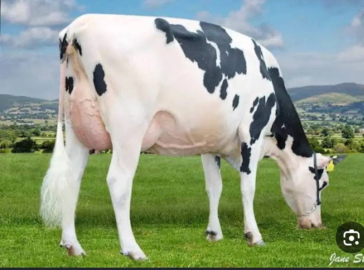 فروش گاو شیری هلشتایین صنعتی|حیوانات مزرعه|قزوین, |دیوار