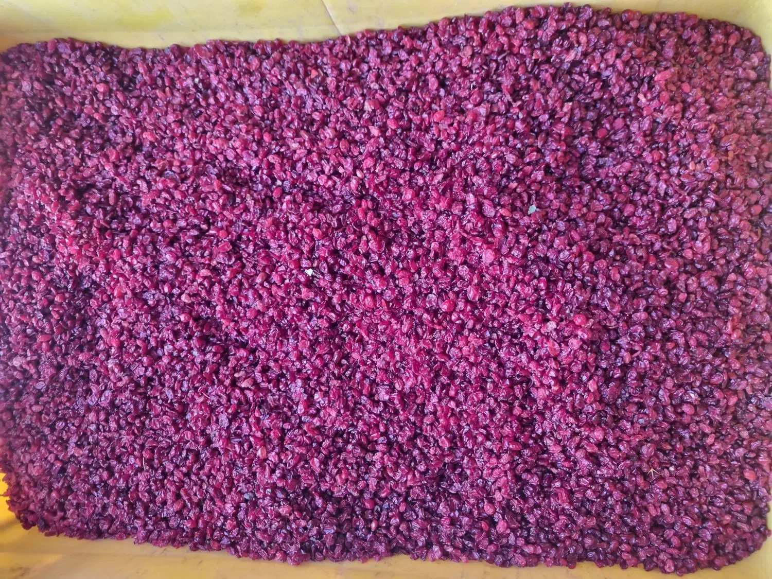 زرشک خشک ، باغ زرشکی ، شاخ زرشک|عمدهفروشی|بیرجند, |دیوار