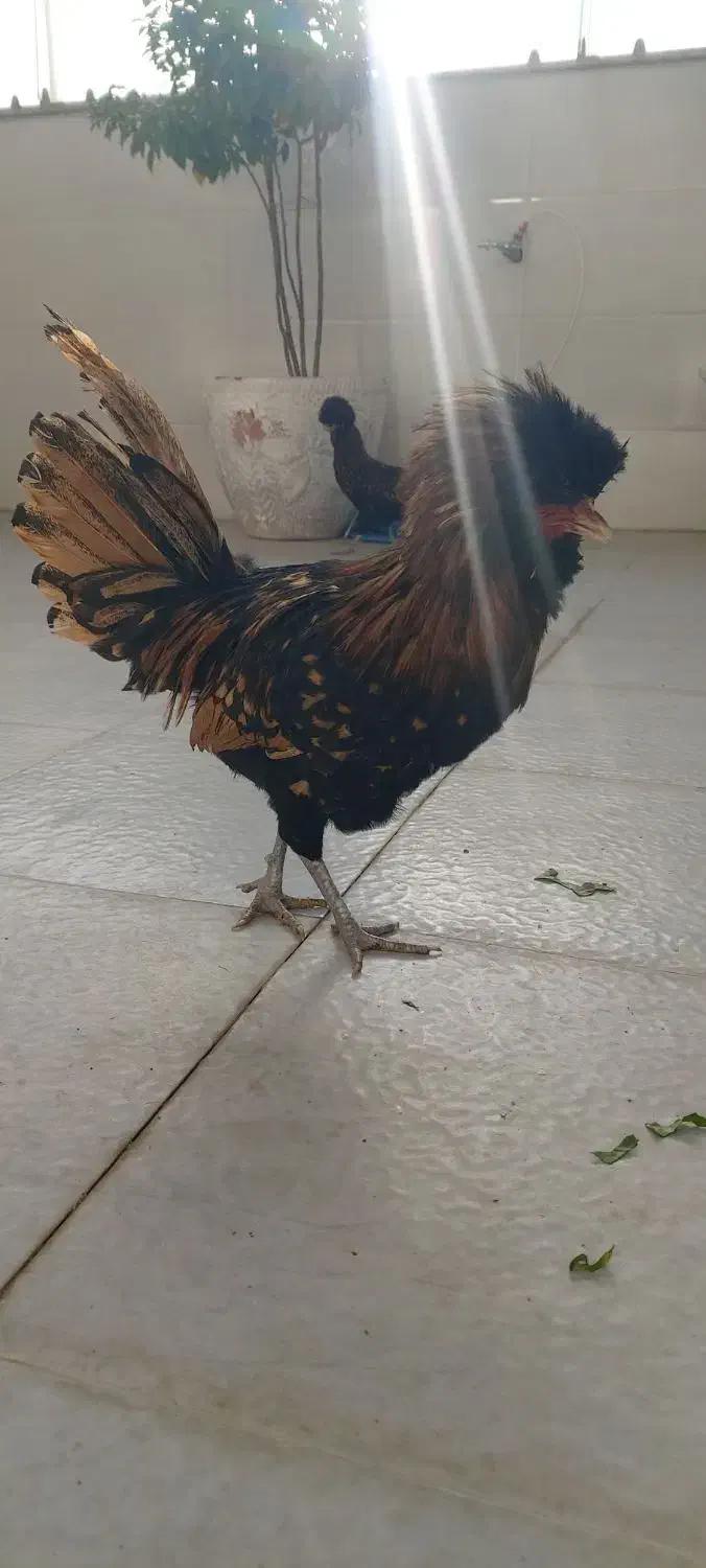 خروس.لهستانی.کوکو|حیوانات مزرعه|خمینی‌شهر, |دیوار