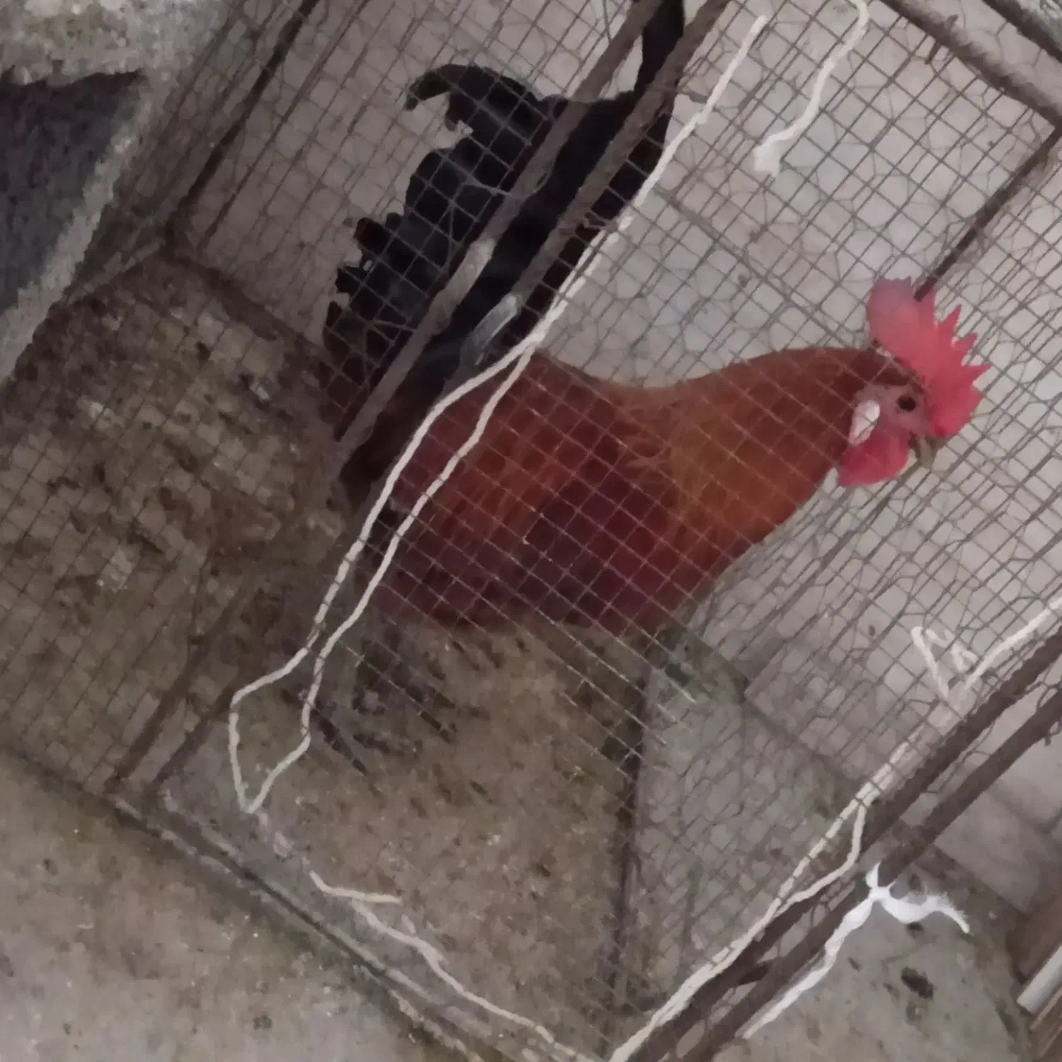 خروس محلی وجوان هیکلی|حیوانات مزرعه|برازجان, |دیوار