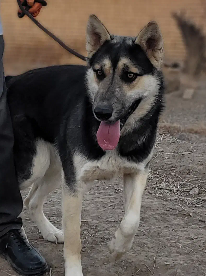 سگ ژرمن|سگ|تربت‌حیدریه, بالا ولایت|دیوار