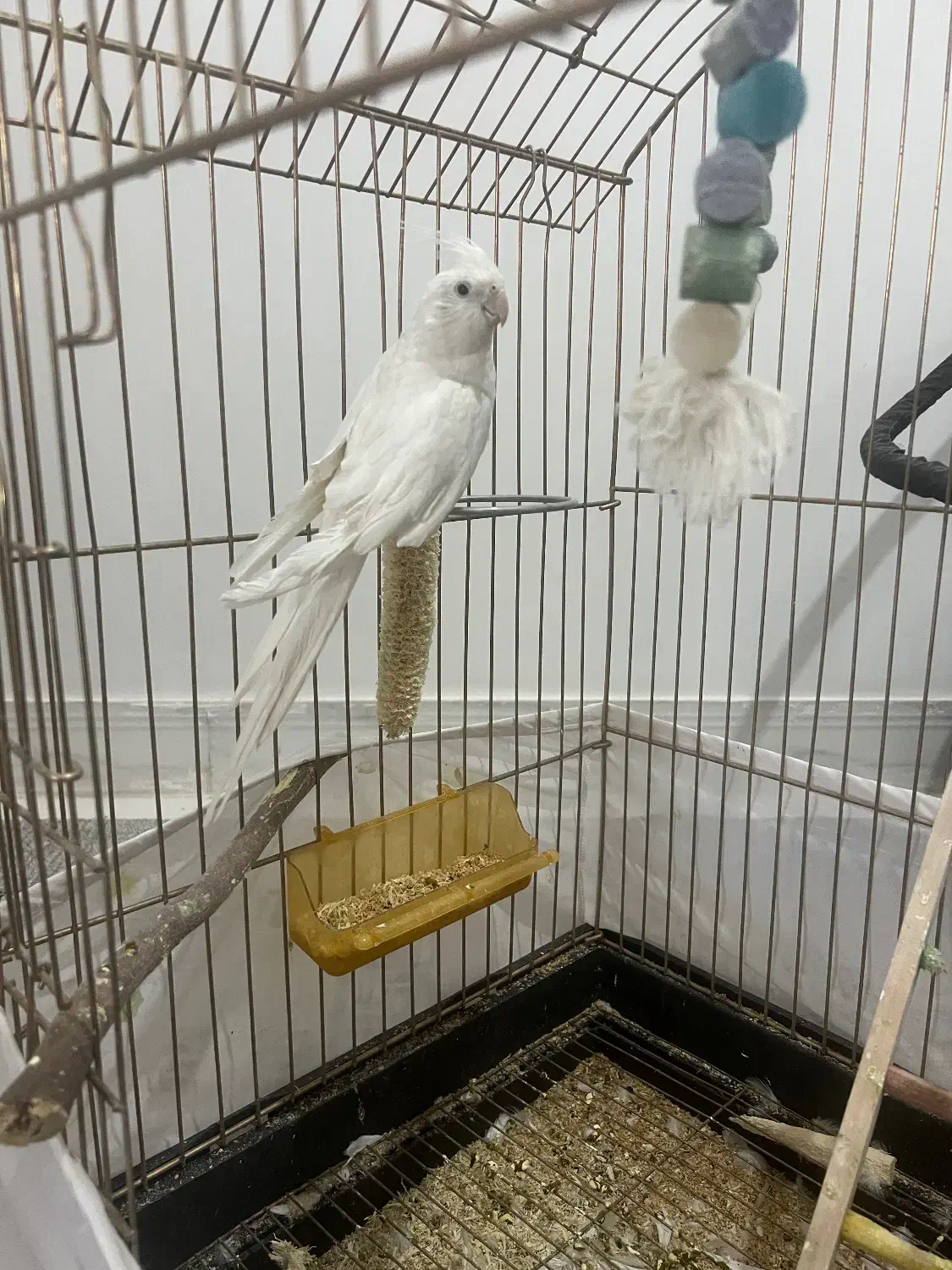 عروس هلندی سخنگو|پرنده|زاهدان, |دیوار