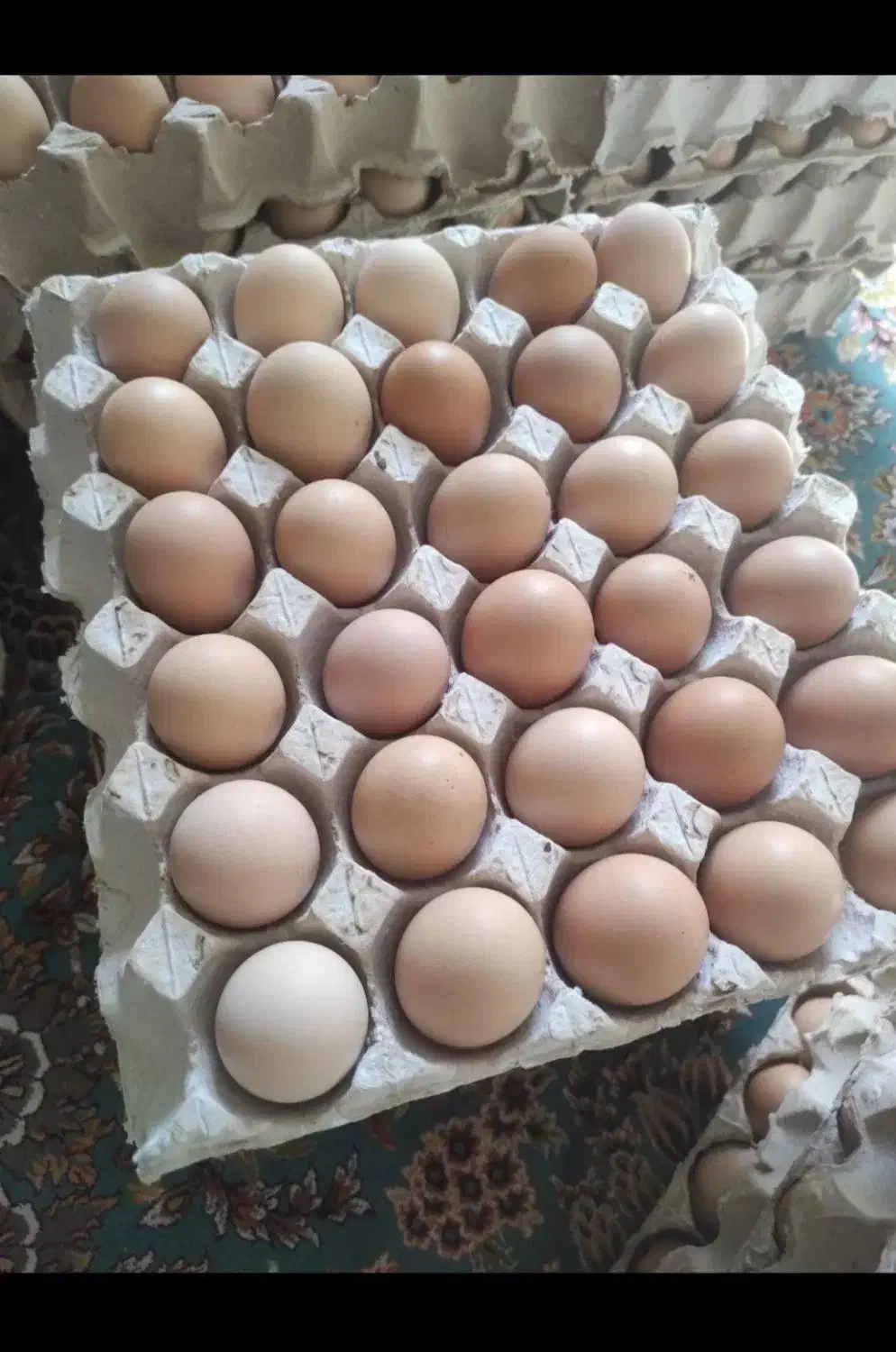 تخم مرغ بومی|خوردنی و آشامیدنی|اصفهان, مولوی|دیوار