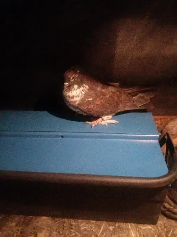 کبوتر شکار|پرنده|یزد, |دیوار