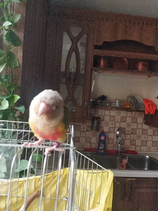 یک گرینچیک حلقه پا یلو ساید گمشده|حیوانات|تهران, نیروی دریایی|دیوار