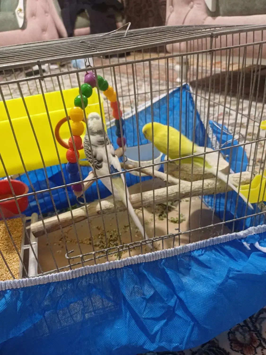 یک جفت مرغ عشق|پرنده|تهران, خرمشهر|دیوار